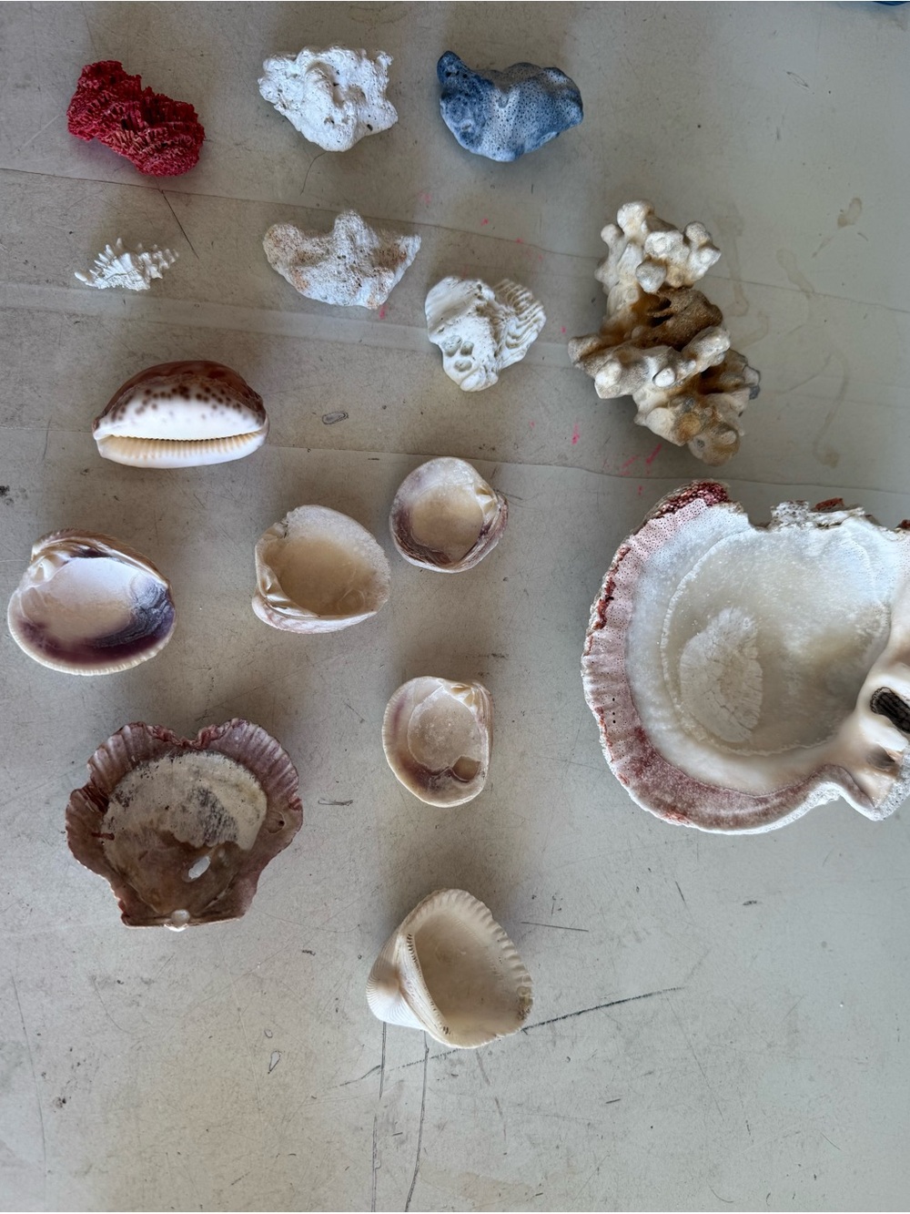 Decorative Assorted Sea Shells and Coral Collection - Picture 2 of 5